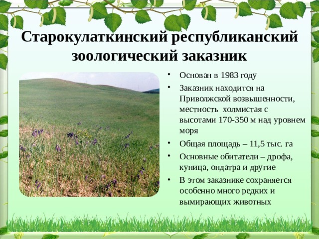 Старокулаткинский республиканский зоологический заказник Основан в 1983 году Заказник находится на Приволжской возвышенности, местность холмистая с высотами 170-350 м над уровнем моря Общая площадь – 11,5 тыс. га Основные обитатели – дрофа, куница, ондатра и другие В этом заказнике сохраняется особенно много редких и вымирающих животных 