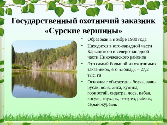 Государственный охотничий заказник «Сурские вершины»   Образован в ноябре 1980 года Находится в юго-западной части Барышского и северо-западной части Николаевского районов Это самый большой из охотничьих заказников, его площадь – 27,2 тыс. га Основные обитатели - белка, заяц- русак, волк, лиса, куница, горностай, ондатра, лось, кабан, косуля, глухарь, тетерев, рябчик, серый журавль 