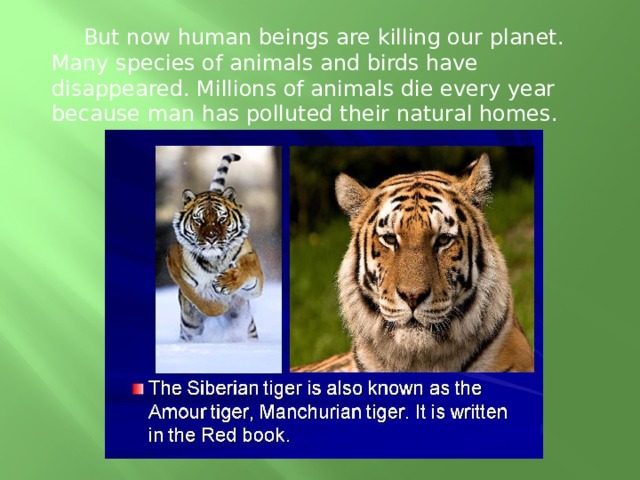  But now human beings are killing our planet. Many species of animals and birds have disappeared. Millions of animals die every year because man has polluted their natural homes. 