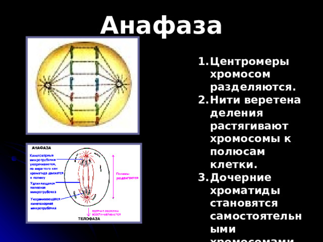 Анафаза Центромеры хромосом разделяются . Нити в еретена деления растягивают хромосомы к полюсам клетки . Дочерние хроматиды становятся самостоятельными хромосомами . 