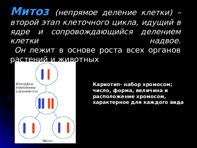 Митоз (непрямое деление клетки) – второй этап клеточного цикла, идущий в ядре и сопровождающийся делением клетки надвое.  Он лежит в основе роста всех органов растений и животных Кариотип- набор хромосом; число, форма, величина и расположение хромосом, характерное для каждого вида  