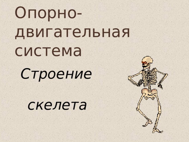 Опорно-двигательная  система Строение  скелета 