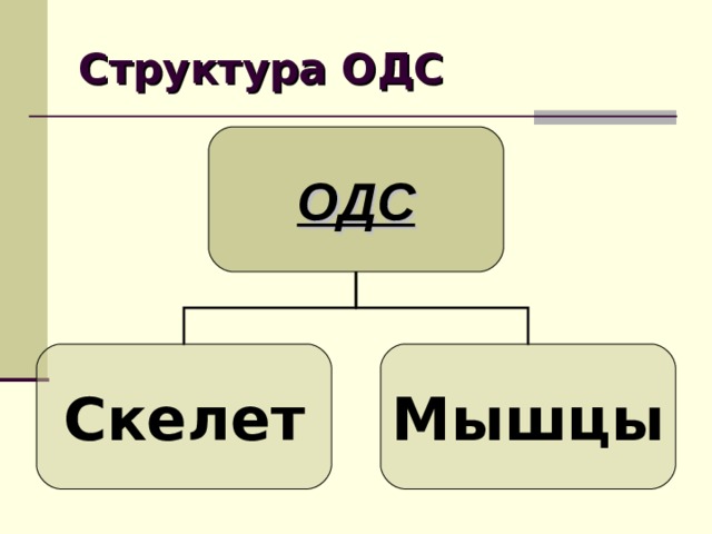 Структура ОДС ОДС Скелет Мышцы 