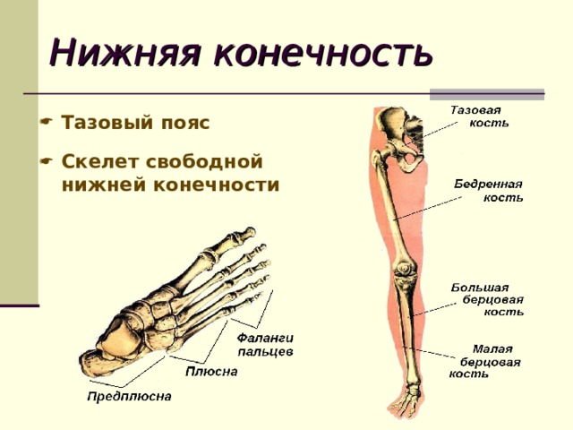Нижняя конечность Тазовый пояс  Скелет свободной нижней конечности 