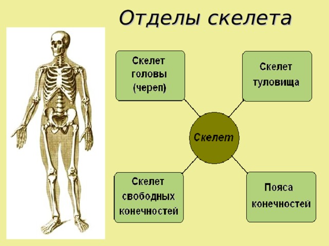 Отделы скелета 
