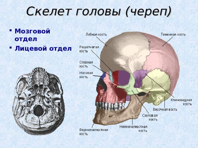 Скелет головы (череп) Мозговой отдел Лицевой отдел 