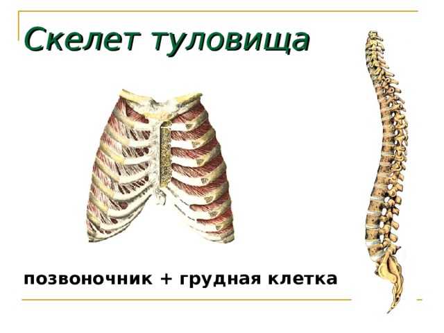 Скелет туловища позвоночник + грудная клетка 