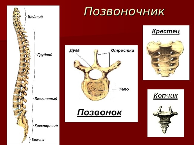 Позвоночник 