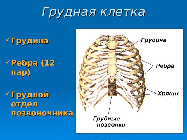 Грудная клетка Грудина  Ребра (12 пар)  Грудной отдел позвоночника 