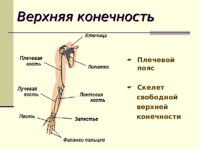 Верхняя конечность Плечевой пояс  Скелет  свободной  верхней  конечности 