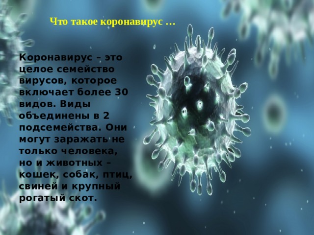 Что такое коронавирус …   Коронавирус – это целое семейство вирусов, которое включает более 30 видов. Виды объединены в 2 подсемейства. Они могут заражать не только человека, но и животных – кошек, собак, птиц, свиней и крупный рогатый скот.  