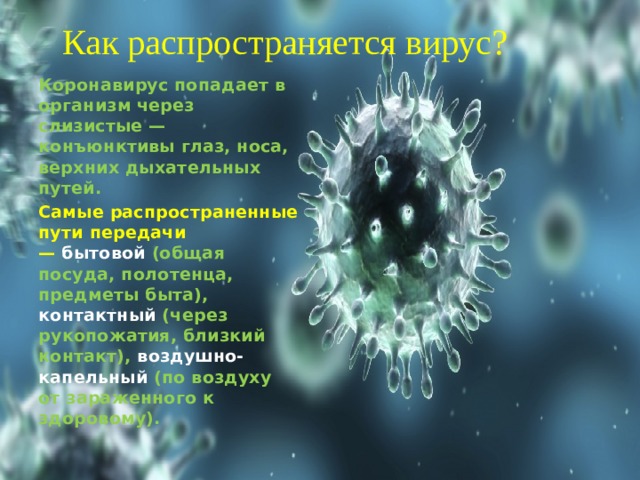 Как распространяется вирус? Коронавирус попадает в организм через слизистые — конъюнктивы глаз, носа, верхних дыхательных путей. Самые распространенные пути передачи —   бытовой   (общая посуда, полотенца, предметы быта), контактный (через рукопожатия, близкий контакт),  воздушно-капельный   (по воздуху от зараженного к здоровому). 