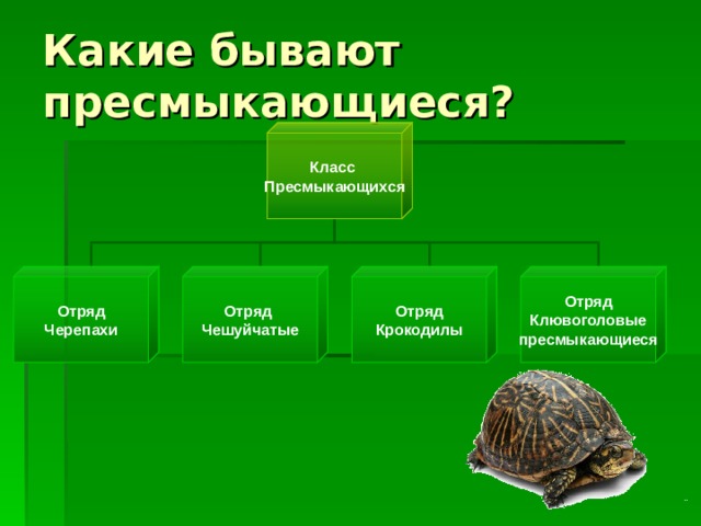 Класс Пресмыкающихся Отряд Черепахи Отряд Чешуйчатые Отряд Крокодилы Отряд Клювоголовые пресмыкающиеся 