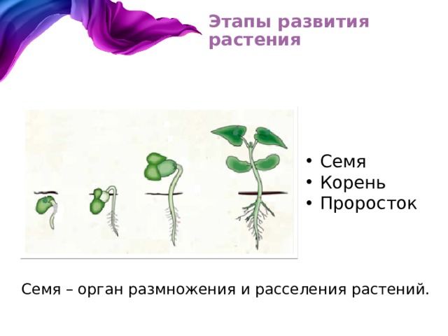 Этапы развития растения Семя Корень Проросток  Семя – орган размножения и расселения растений. 