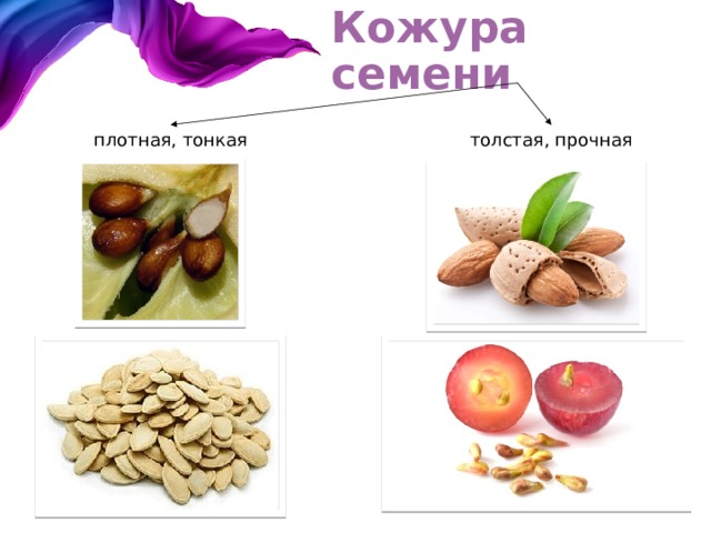 Кожура семени плотная, тонкая толстая, прочная 
