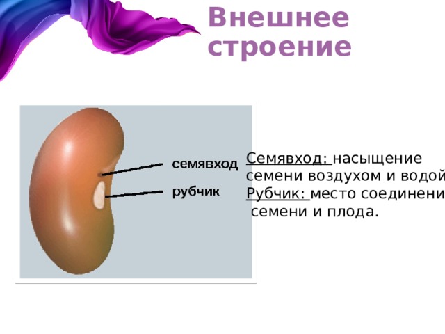 Внешнее строение Семявход: насыщение семени воздухом и водой. Рубчик: место соединения  семени и плода. 