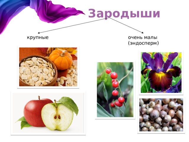 Зародыши крупные очень малы (эндосперм) 