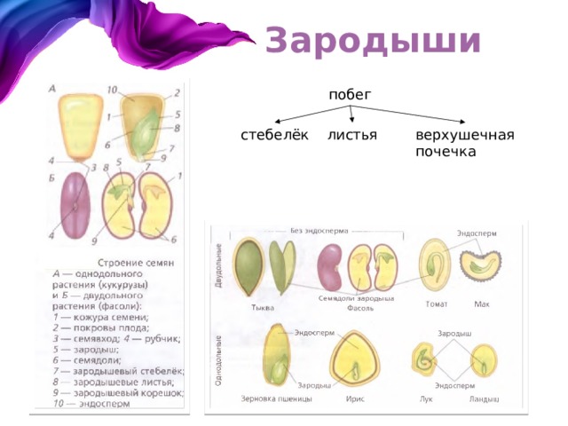 Зародыши побег верхушечная листья стебелёк почечка 