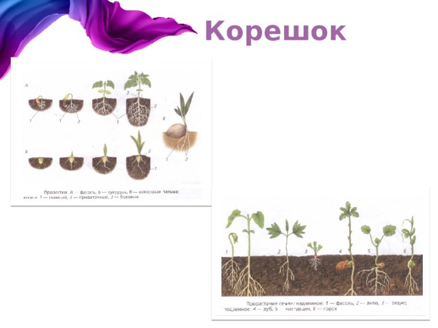 Корешок 