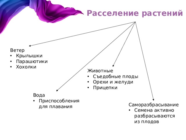 Расселение растений Ветер Крылышки Парашютики Хохолки Животные Съедобные плоды Орехи и желуди Прицепки Вода Приспособления  для плавания Саморазбрасывание Семена активно  разбрасываются  из плодов 