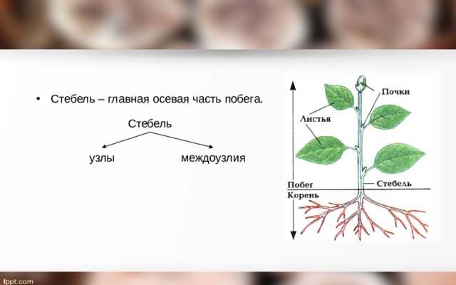 Стебель – главная осевая часть побега. Стебель узлы междоузлия 