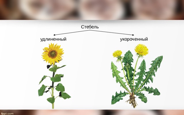 Стебель удлиненный укороченный 