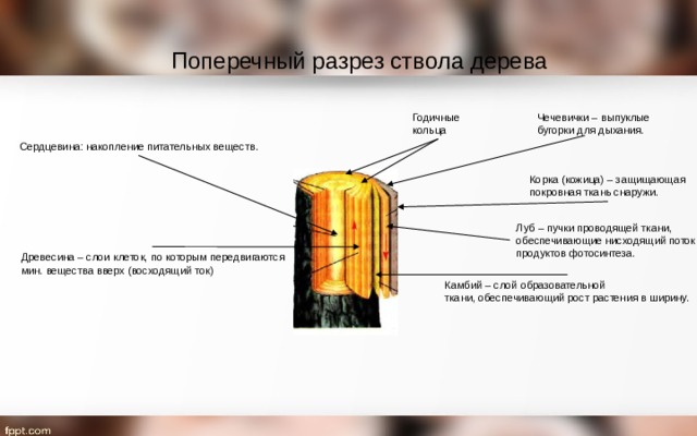 Поперечный разрез ствола дерева Годичные  кольца Чечевички – выпуклые  бугорки для дыхания. Сердцевина: накопление питательных веществ. Корка (кожица) – защищающая  покровная ткань снаружи. Луб – пучки проводящей ткани,  обеспечивающие нисходящий поток  продуктов фотосинтеза. Древесина – слои клеток, по которым передвигаются  мин. вещества вверх (восходящий ток) Камбий – слой образовательной  ткани, обеспечивающий рост растения в ширину. 