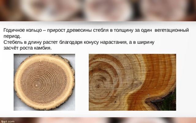 Годичное кольцо – прирост древесины стебля в толщину за один вегетационный  период. Стебель в длину растет благодаря конусу нарастания, а в ширину  засчёт роста камбия. 