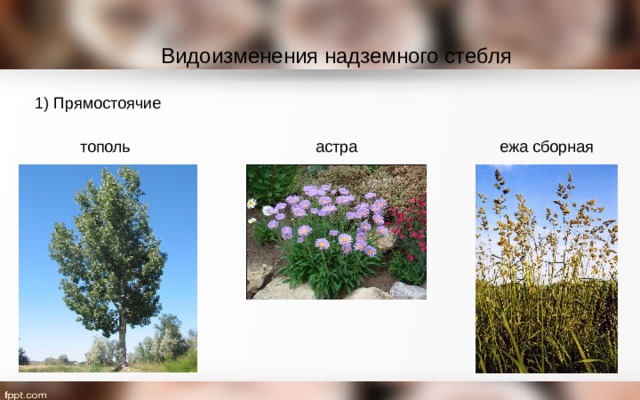 Видоизменения надземного стебля 1) Прямостоячие тополь астра ежа сборная 