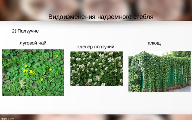 Видоизменения надземного стебля 2) Ползучие луговой чай плющ клевер ползучий 