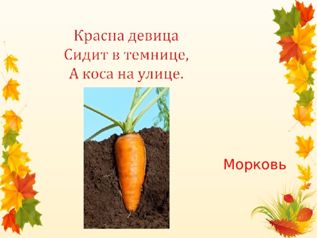 Морковь 