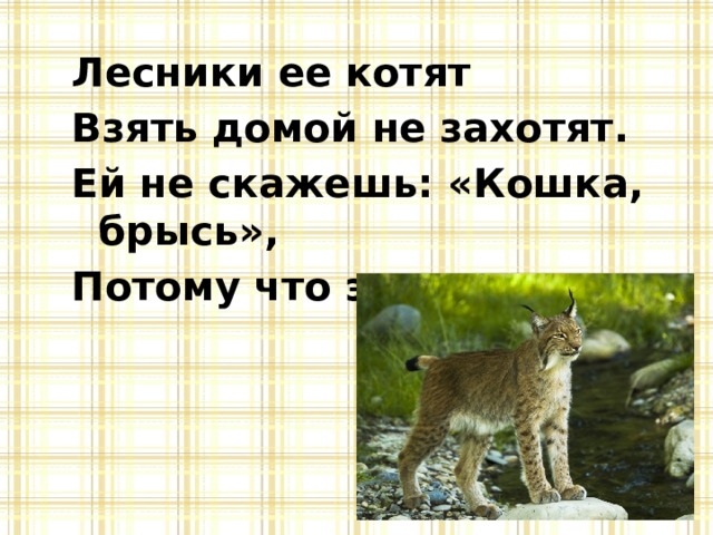 Лесники ее котят Взять домой не захотят. Ей не скажешь: «Кошка, брысь», Потому что это … 