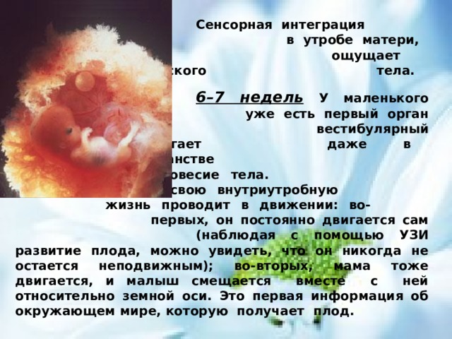     Сенсорная интеграция начинается     в утробе матери, когда мозг плода     ощущает движения  материнского     тела.     6–7 недель  У маленького человечка     уже есть первый орган чувств –      вестибулярный аппарат. Он помогает    даже в безопорном пространстве      поддерживает равновесие тела.      Ребенок всю свою внутриутробную     жизнь проводит в движении: во-      первых, он постоянно двигается сам     (наблюдая с помощью УЗИ развитие плода, можно увидеть, что он никогда не остается неподвижным); во-вторых, мама тоже двигается, и малыш смещается вместе с ней относительно земной оси. Это первая информация об окружающем мире, которую получает плод. 