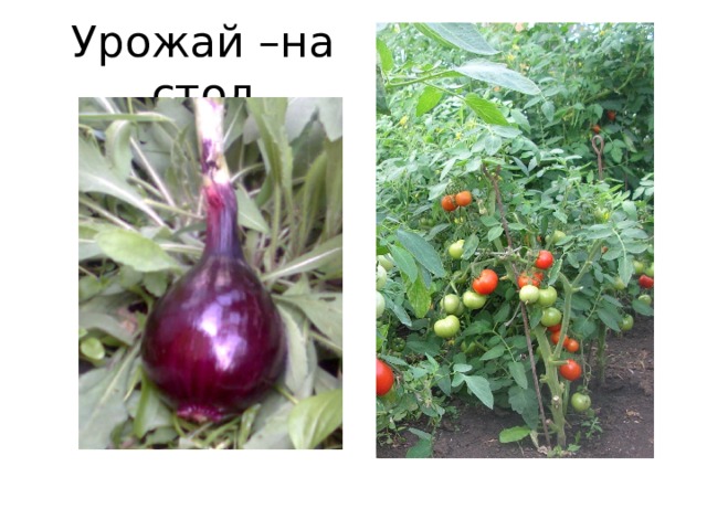Урожай –на стол 