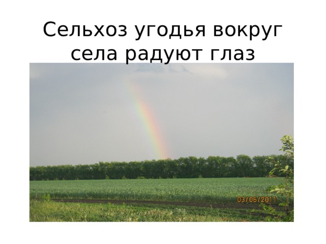 Сельхоз угодья вокруг села радуют глаз 