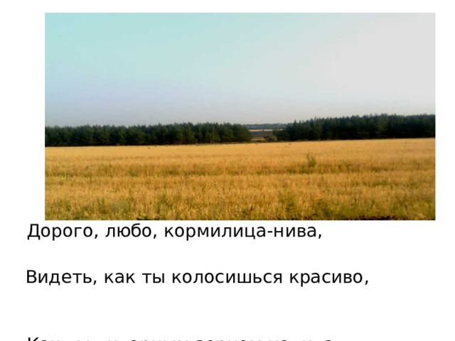 Дорого, любо, кормилица-нива, Видеть, как ты колосишься красиво, Как ты янтарным зерном налита, Гордо стоишь, высока и густа! 