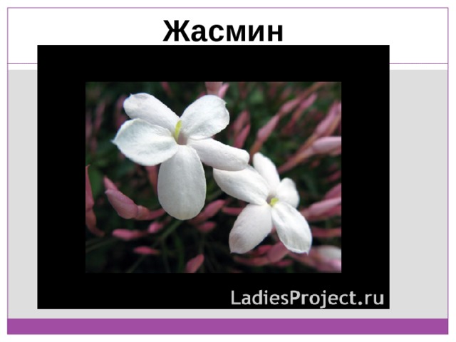 Жасмин 