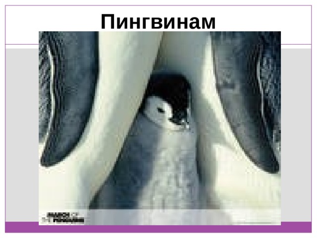 Пингвинам 