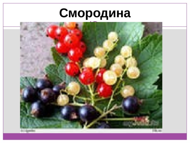 Смородина 