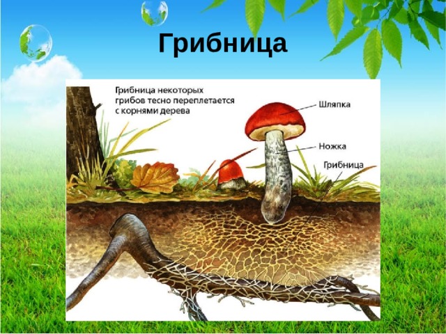 Грибница  