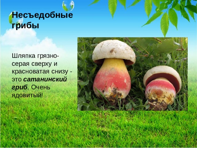 Несъедобные грибы   Шляпка грязно-серая сверху и красноватая снизу - это сатанинский гриб . Очень ядовитый!  