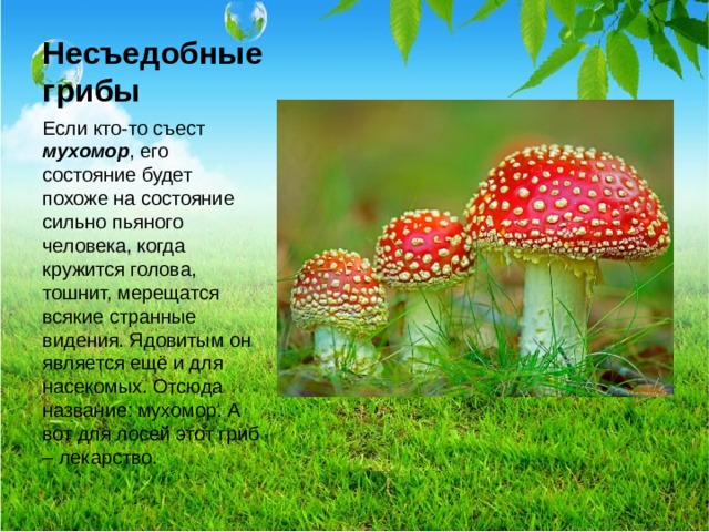Несъедобные грибы Если кто-то съест мухомор , его состояние будет похоже на состояние сильно пьяного человека, когда кружится голова, тошнит, мерещатся всякие странные видения. Ядовитым он является ещё и для насекомых. Отсюда название: мухомор. А вот для лосей этот гриб – лекарство.  