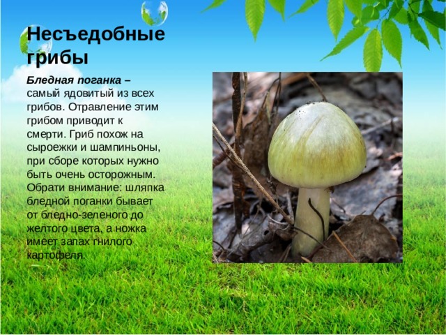 Несъедобные грибы Бледная поганка – самый ядовитый из всех грибов. Отравление этим грибом приводит к смерти. Гриб похож на сыроежки и шампиньоны, при сборе которых нужно быть очень осторожным. Обрати внимание: шляпка бледной поганки бывает от бледно-зеленого до желтого цвета, а ножка имеет запах гнилого картофеля.  