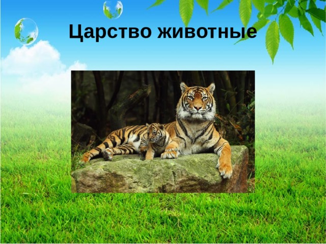 Царство животные  