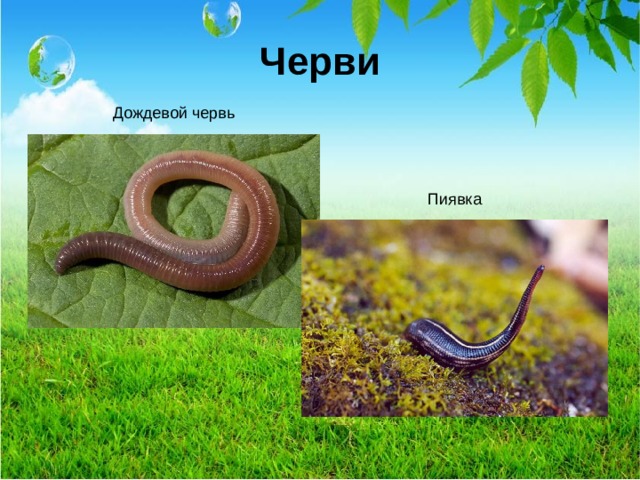 Черви Дождевой червь Пиявка  