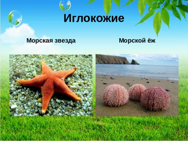 Иглокожие Морская звезда Морской ёж  