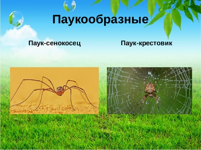 Паукообразные Паук-сенокосец Паук-крестовик  