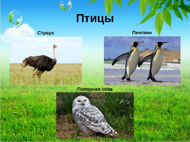 Птицы Пингвин Страус Полярная сова  