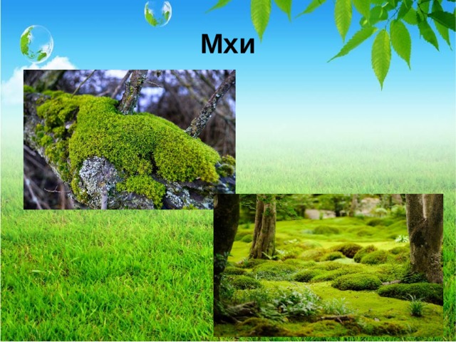 Мхи  