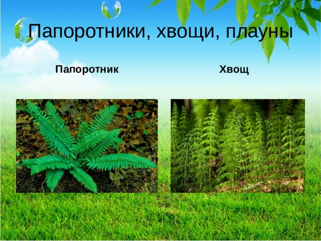 Папоротники, хвощи, плауны Папоротник Хвощ  